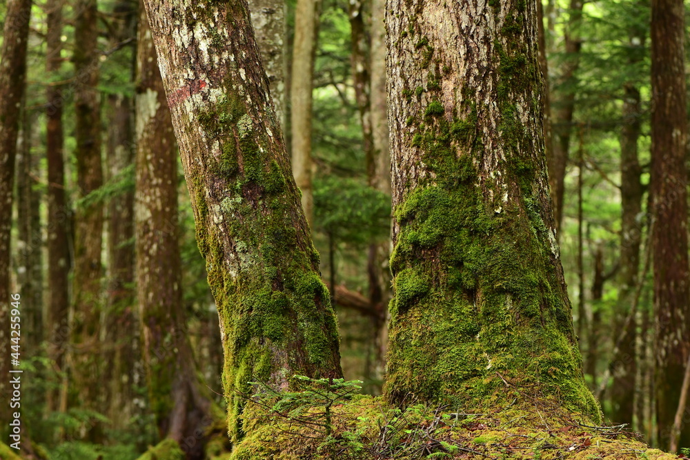 Green mossy forest in Nagano Prefecture, Japan. Green mossy forest in Nagano Prefecture, Japan.