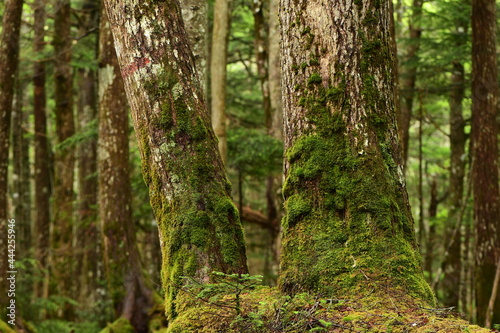 Green mossy forest in Nagano Prefecture, Japan.