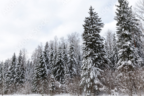 coniferous and deciduous trees without foliage in winter © rsooll