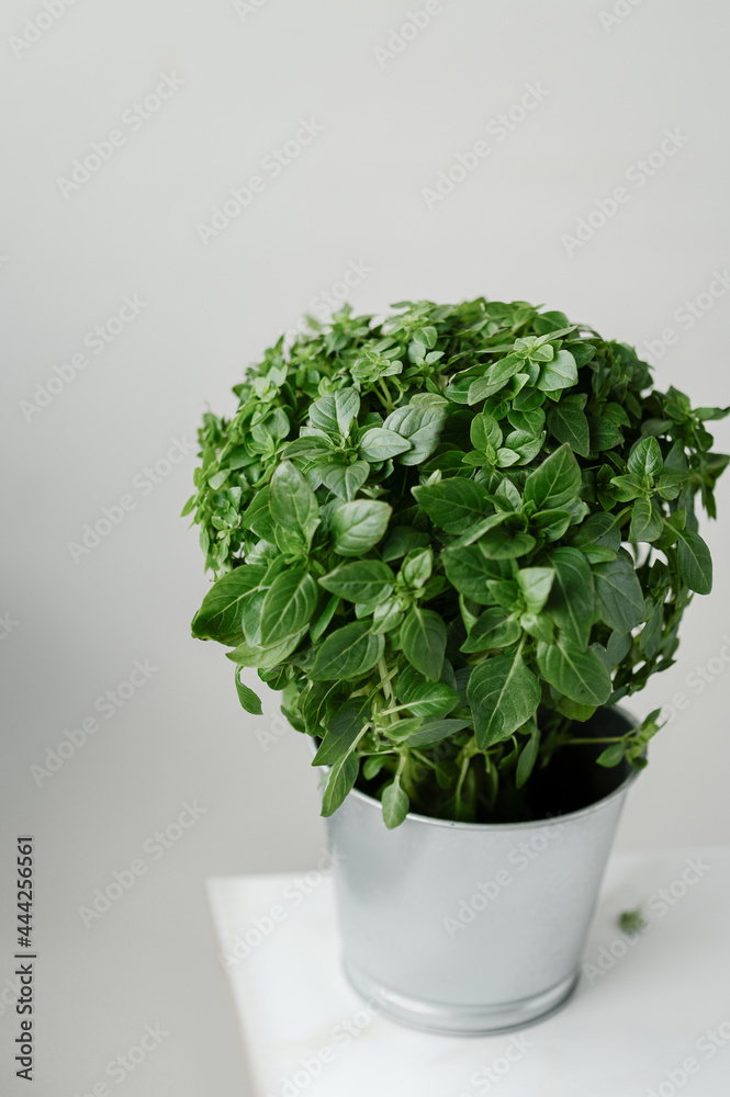 Fototapeta premium basil on a neutral white background in a pot