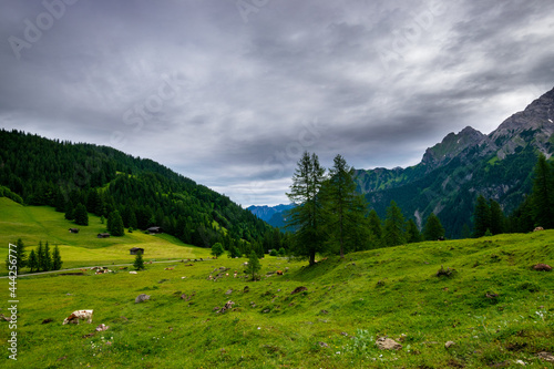 alpine meadow in the mountains (Vorarlberg, Austria)