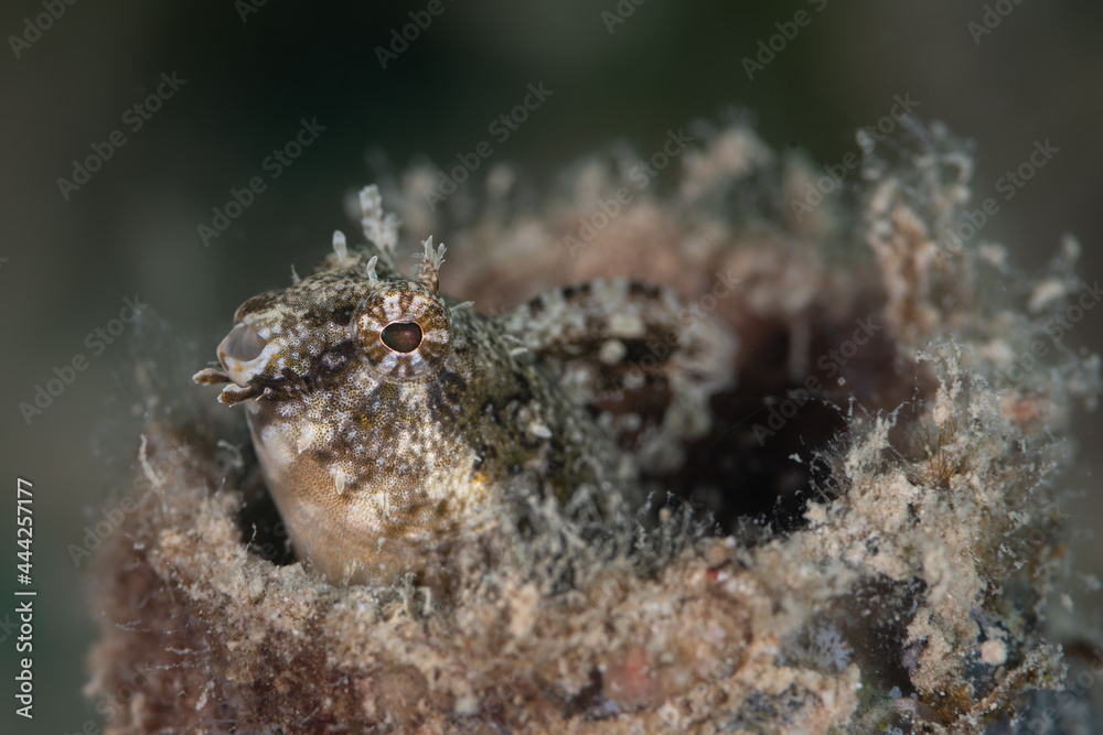 Close Photo of Goby Fish Close Photo of Goby Fish