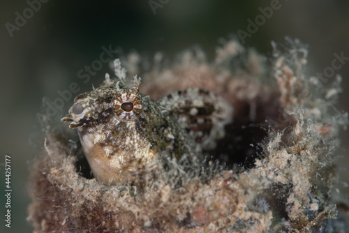 Close Photo of Goby Fish 