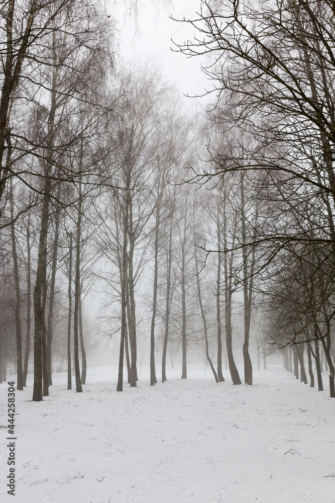 winter fogs and trees and other plants winter fogs and trees and other plants