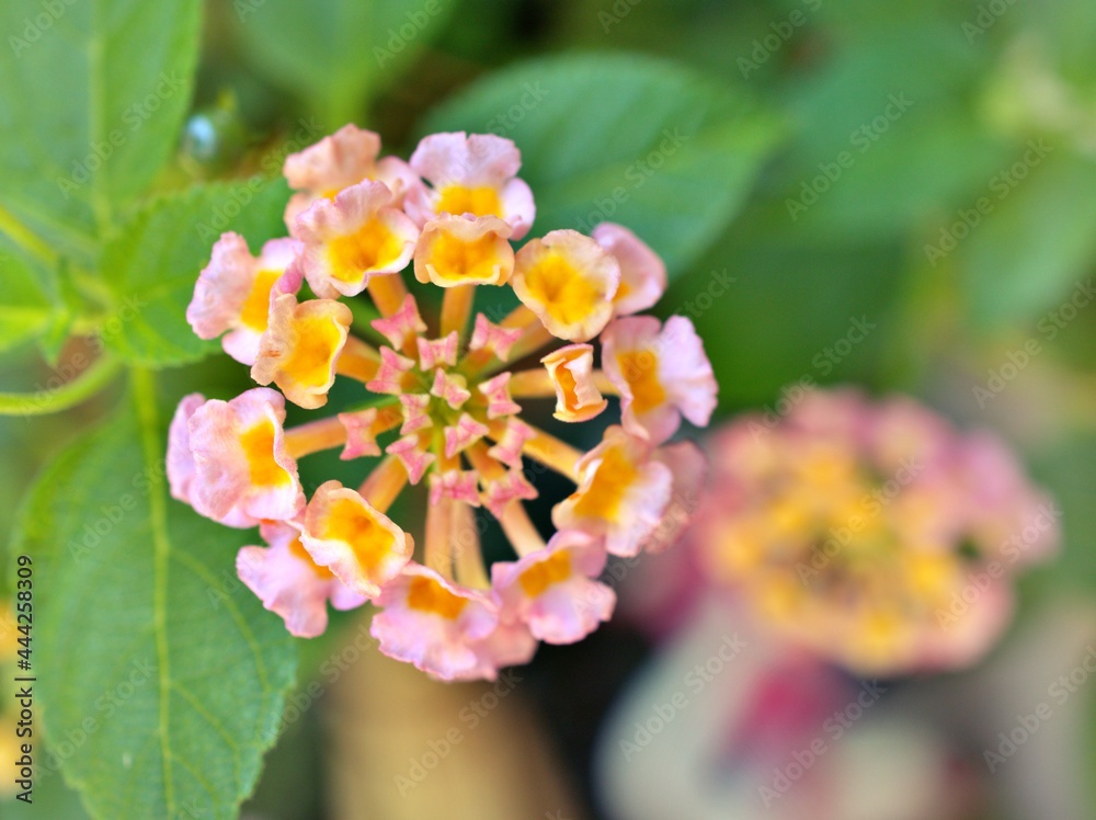 yellow pink flowers lantana camara green leaves ,soft selective focus for  pretty background ,blurred ,tropical plants , macro image ,copy space  ,delicate beauty of nature ,spring flowers blooming foto de Stock