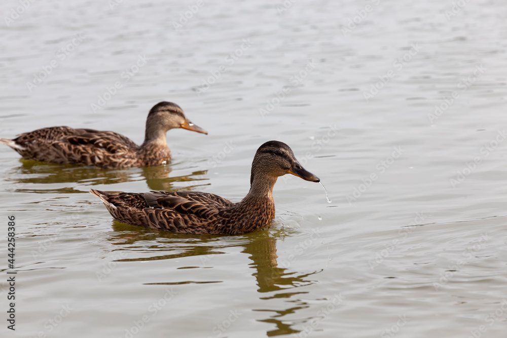 wild waterfowl ducks in nature, ducks in their natural habitat wild waterfowl ducks in nature, ducks in their natural habitat