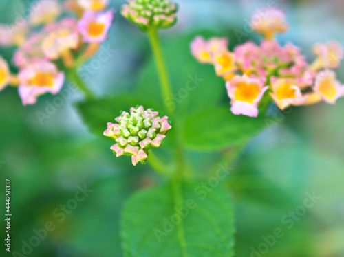 yellow flowers lantana camara with green leaves ,soft selective focus for pretty background ,blurred ,tropical plants , macro image ,copy space ,delicate beauty of nature ,spring flowers blooming 
