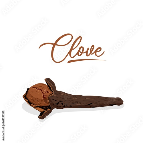 Vector illustration of a clove (Syzygium aromaticum), isolated on a white background.