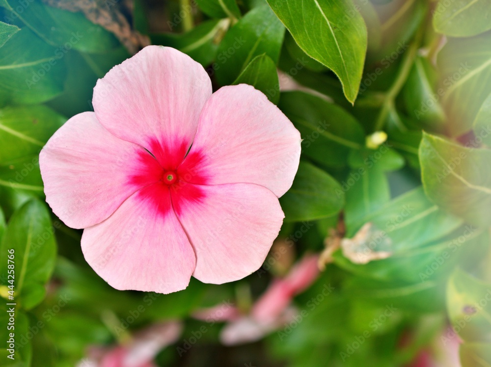 Gently pink flower Periwinkle Madagascar ,Catharanthus roseus flowering plants in garden with sunlight ,soft selective focus ,delicate dreamy of beauty of nature and blurred background ,copy space Gently pink flower Periwinkle Madagascar ,Catharanthus roseus flowering plants in garden with sunlight ,soft selective focus ,delicate dreamy of beauty of nature and blurred background ,copy space