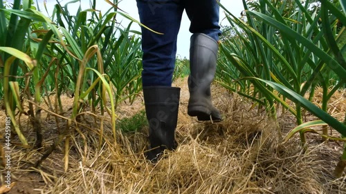 A man walking down a row of onions and garlic on a market garden farm