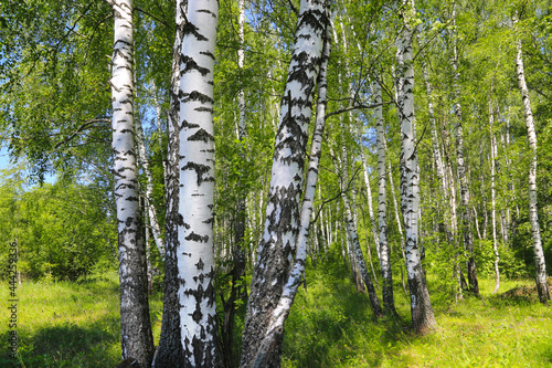 Beautiful birch trees at the edge of the forest