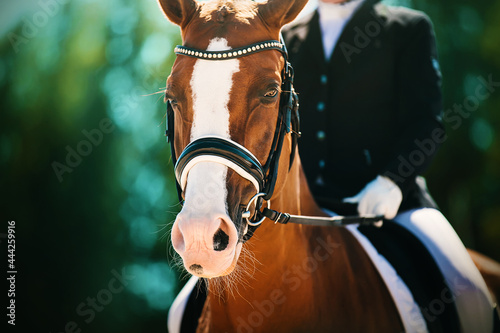 Canvas Portrait of a beautiful sorrel horse with a rider in the saddle on a sunny summer day against the background of dark green foliage of trees