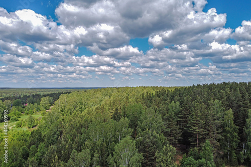 Forest area on the background of a blue sky with white clouds