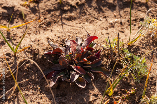 Dried and reddened plant from drought and large temperature drops on the sand in its natural environment during the dry season of autumn. Close-up, selective focus, low sun. photo