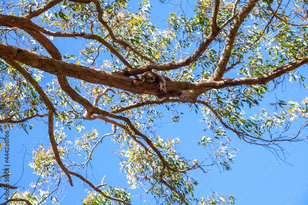 View from below of eucalyptus on a branch of which lies a marsupial koala hugging the trunk of a tree. Australia. Merging from the trunks high above on the eucalyptus lies the koala View from below of eucalyptus on a branch of which lies a marsupial koala hugging the trunk of a tree. Australia. Merging from the trunks high above on the eucalyptus lies the koala