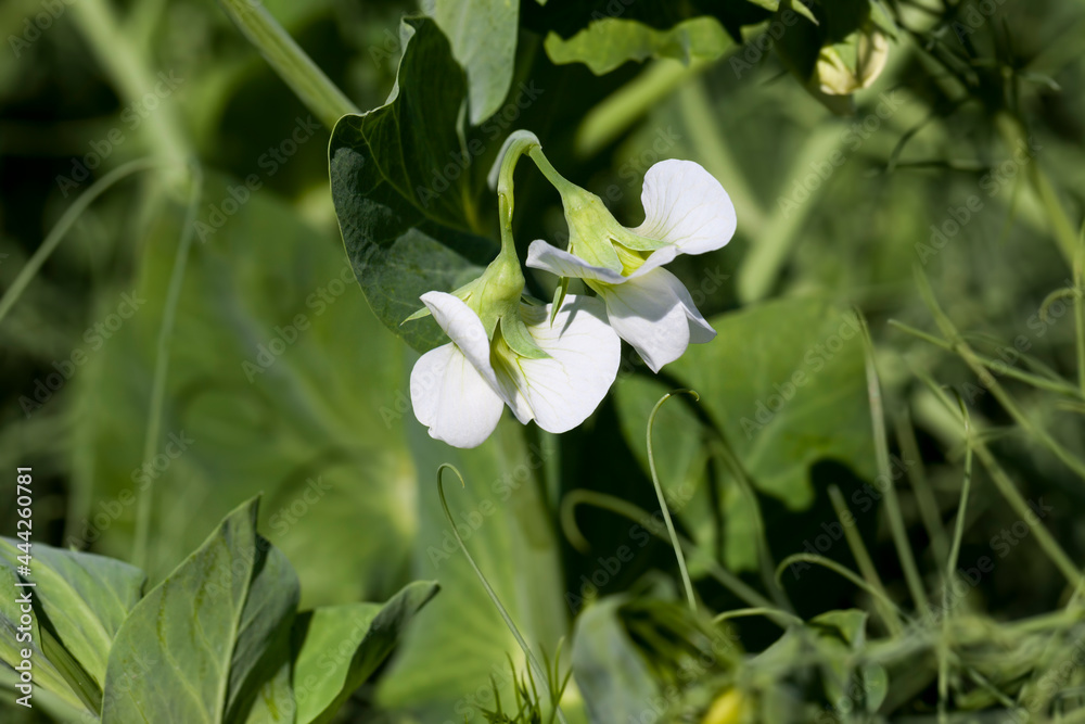 field where green peas grow