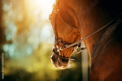 Portrait of a beautiful bay horse with a bridle on its muzzle on a sunny summer day. Equestrian sports. Horse riding. Equestrian life.