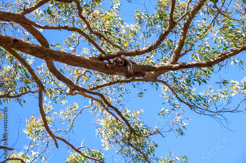 Photography View from below of eucalyptus on a branch of which lies a marsupial koala hugging the trunk of a tree