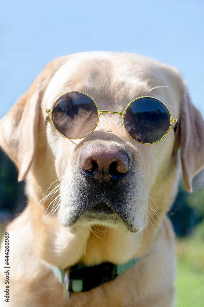 Cool dog with glasses close-up.