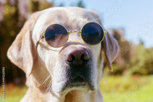 Portrait of a labrador dog with glasses close-up.