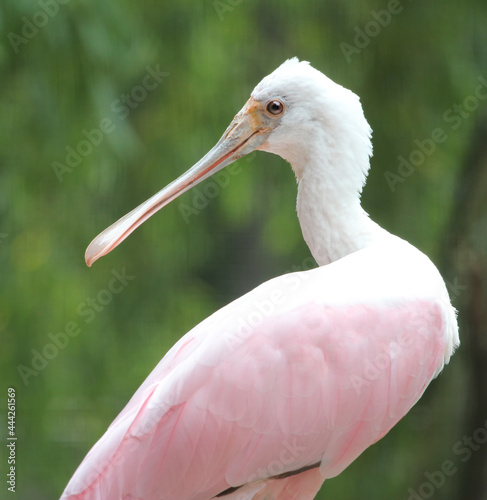 beautiful roseate spoonbill from profile