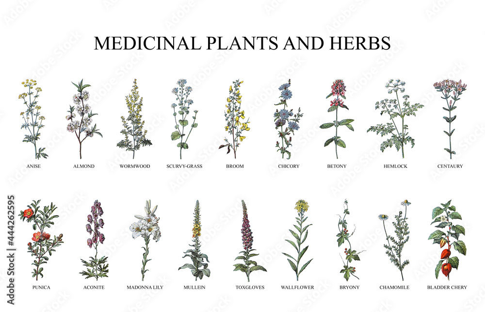 Medicinal plants and herbs collection - vintage illustration from Larousse du xxe siècle - obrazy, fototapety, plakaty 