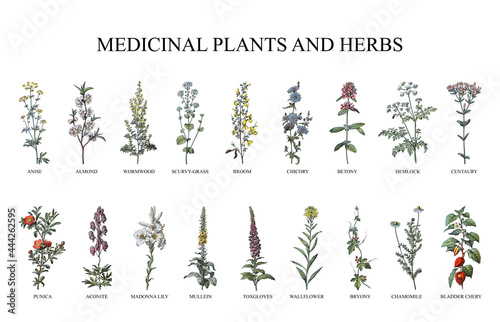 Medicinal plants and herbs collection - vintage illustration from Larousse du xxe siècle