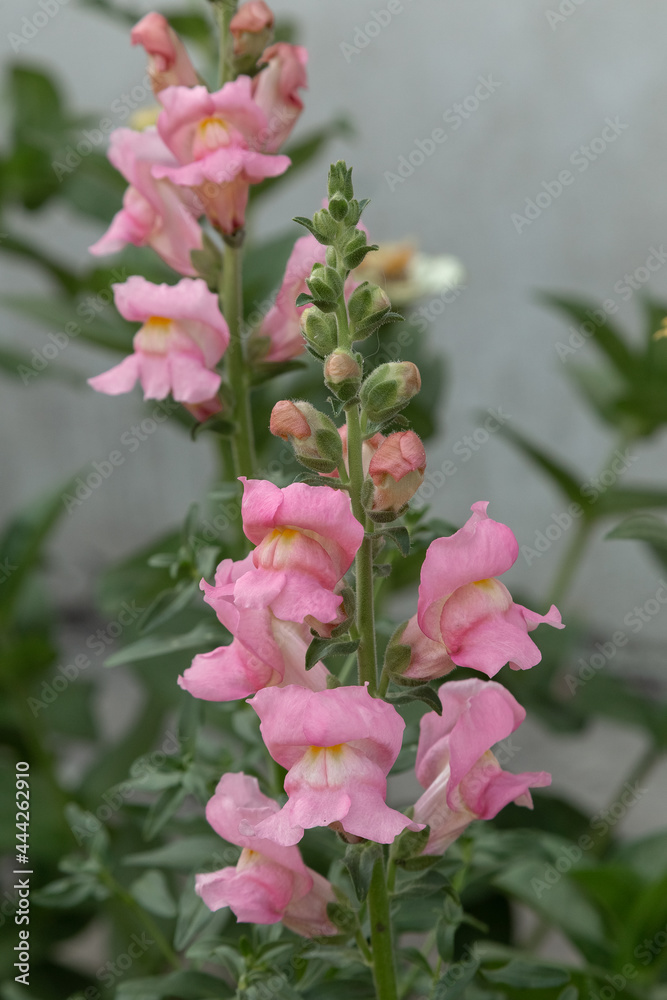 pink and white flower