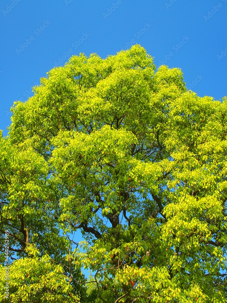 4月の楠木と青空 4月の楠木と青空