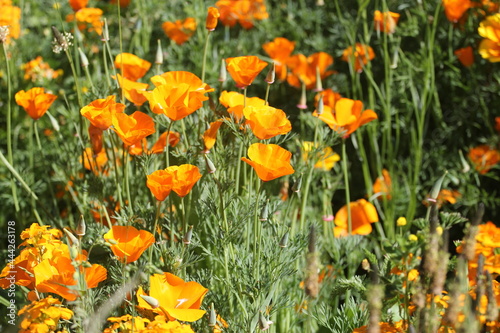 field of yellow opium poppy