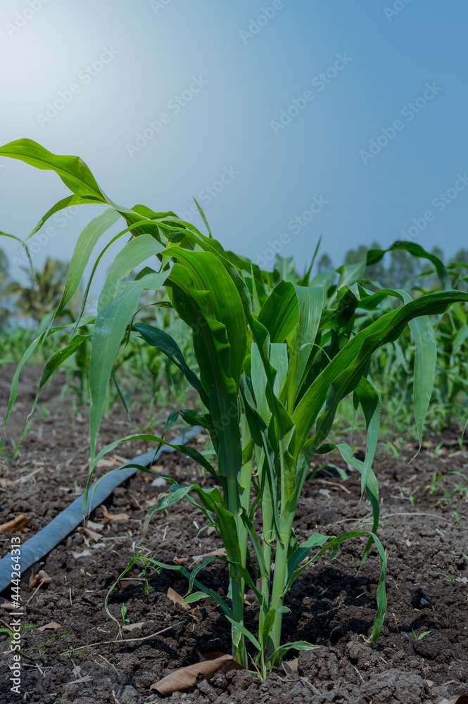 Fototapeta premium Young green corn plant.Weed control in corn crops, young maize plants rows in cultivated field.a selective focus picture of organic young corn field at agriculture farm.