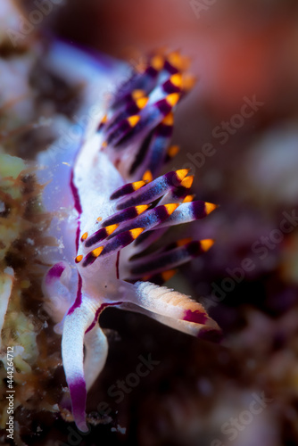 Nudibranch Close Up Photo 