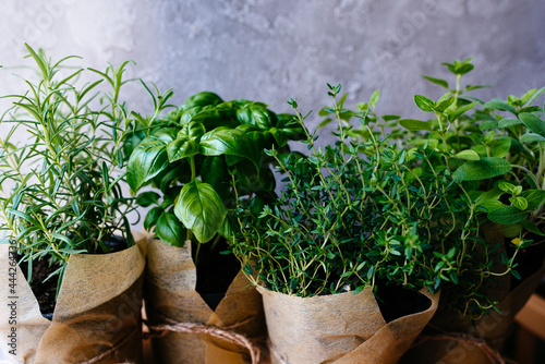 Assorted fresh herbs growing in pots, outdoors in the garden in a close up view on leafy green basil and rosemary. Mixed fresh aromatic herbs growing in pot.