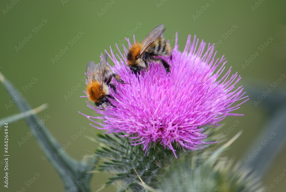 Hummeln auf der Blüte einer Kratzdistel im Sonnenschein
