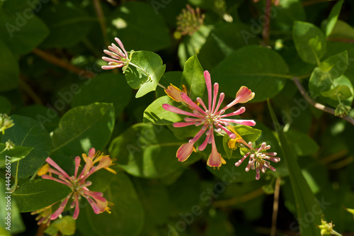 Honeysuckle green flower with pink red orange flowers Lonicera periclymenum. High quality photo photo