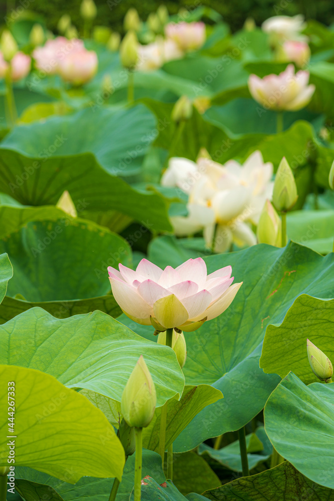 Fototapeta premium 蓮の花