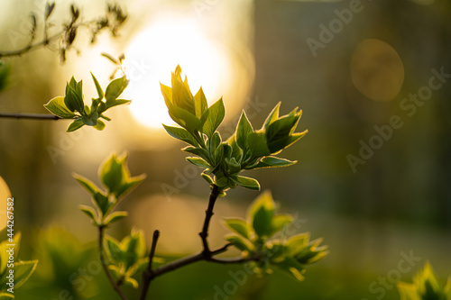 Spring evening, on the background of sunset on a branch of an apple tree blossoms young leaves