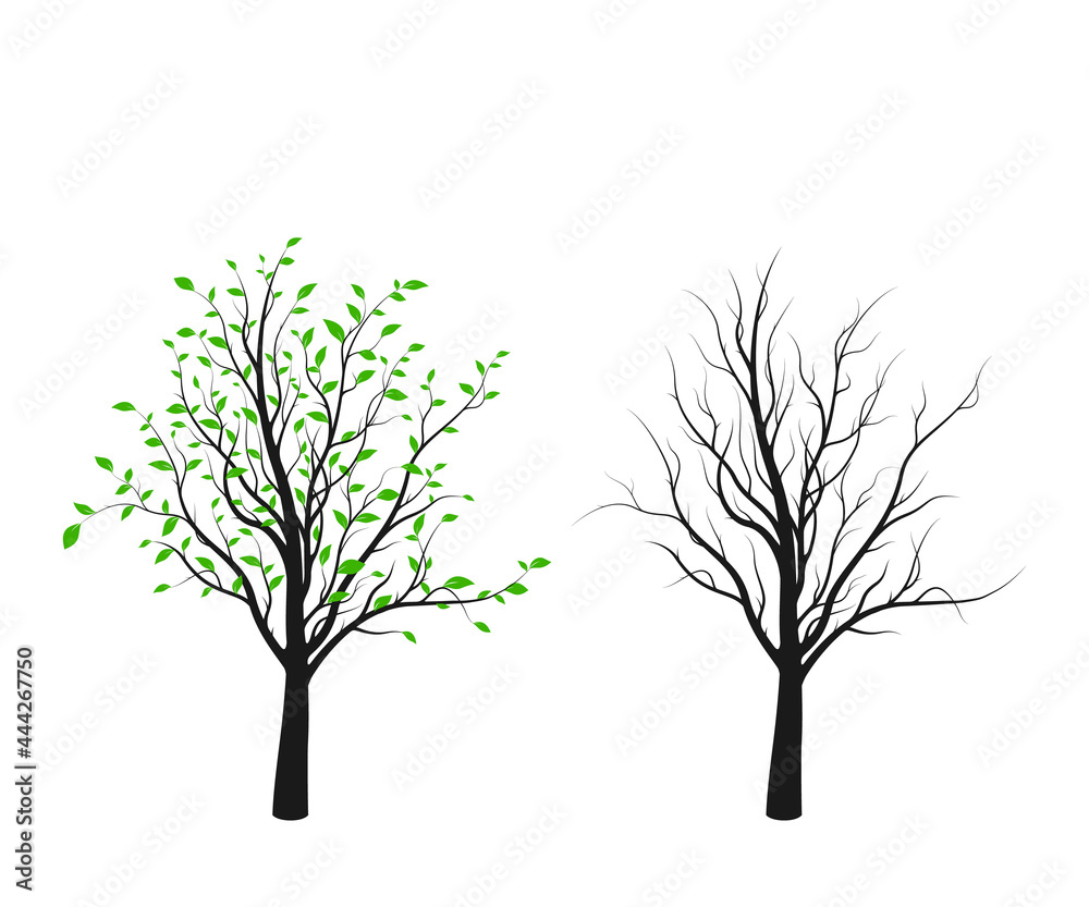 Obraz premium Tree silhouette with green leaves and without isolated on white background. Vector