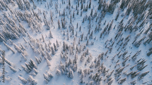 Aerial view from drone of frozen snowy peaks of endless coniferous forest trees in Lapland National park environment, bird’s eye top view of famous natural landmark in Riisitunturi on winter season