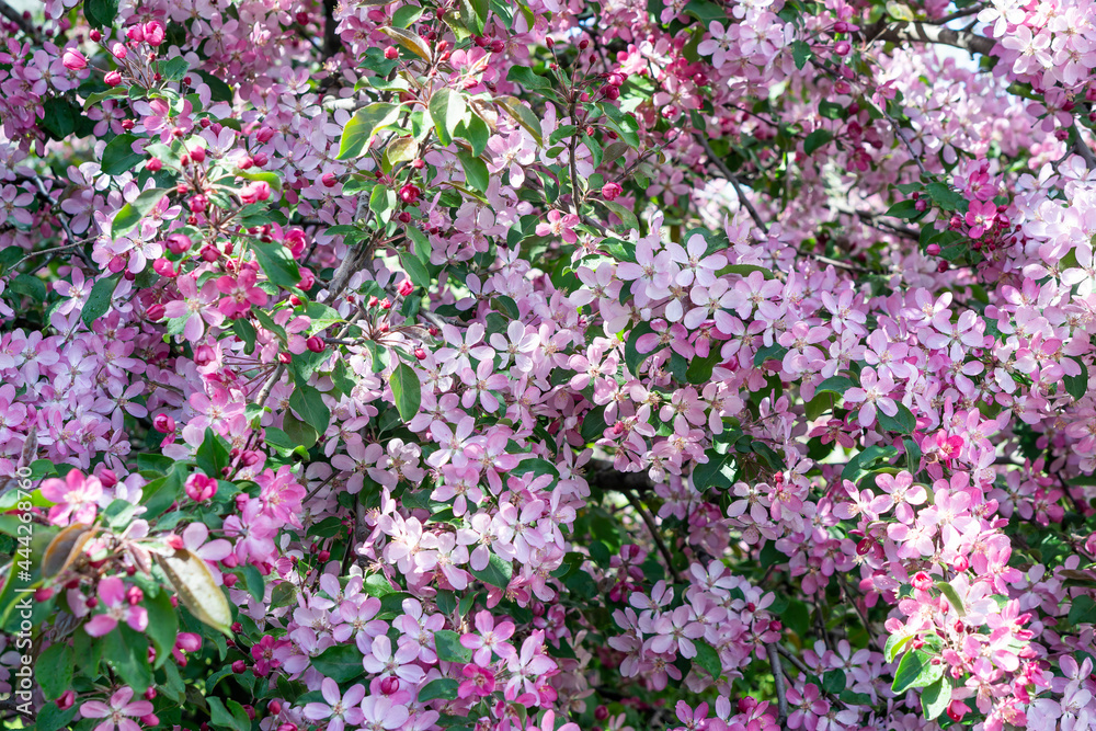 rich pink cherry blossoms, solid carpet of flowers, natural backdrop for an eco-friendly or romantic project, wedding, engagement