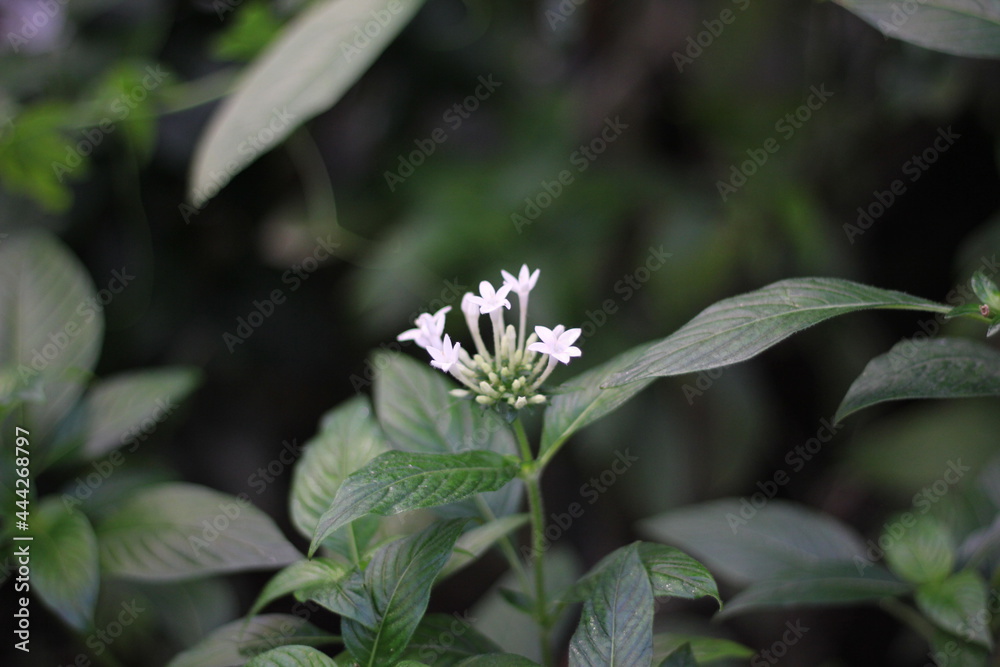white flowers of a green