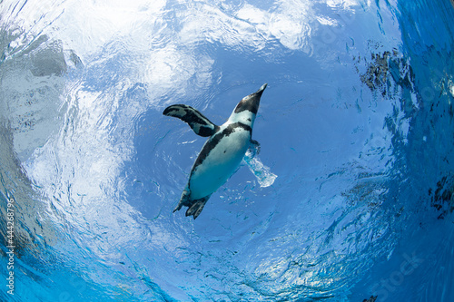 ペンギン