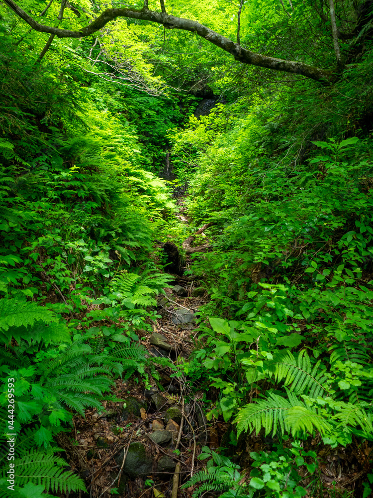 Thin stream between bushes in a mountain (Mt.Yahiko, Yahiko, Niigata, Japan)