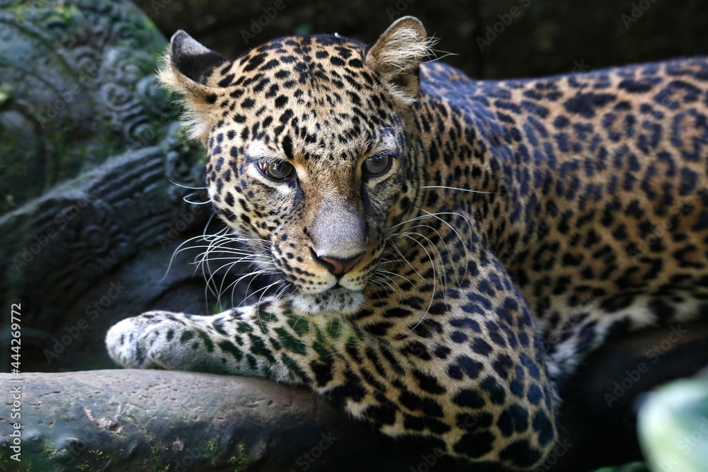 The jaguar (Panthera onca) is a large felid species and the only living member of the genus Panthera native to the Americas. The jaguar (Panthera onca) is a large felid species and the only living member of the genus Panthera native to the Americas.