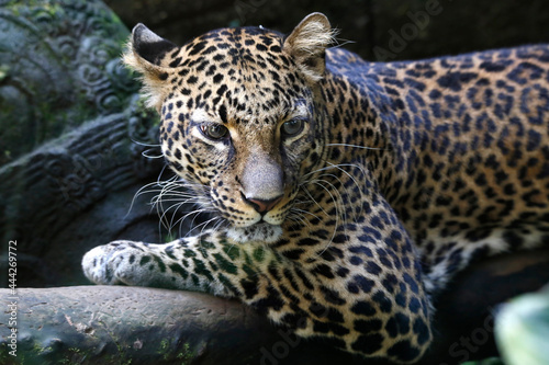 The jaguar (Panthera onca) is a large felid species and the only living member of the genus Panthera native to the Americas. 