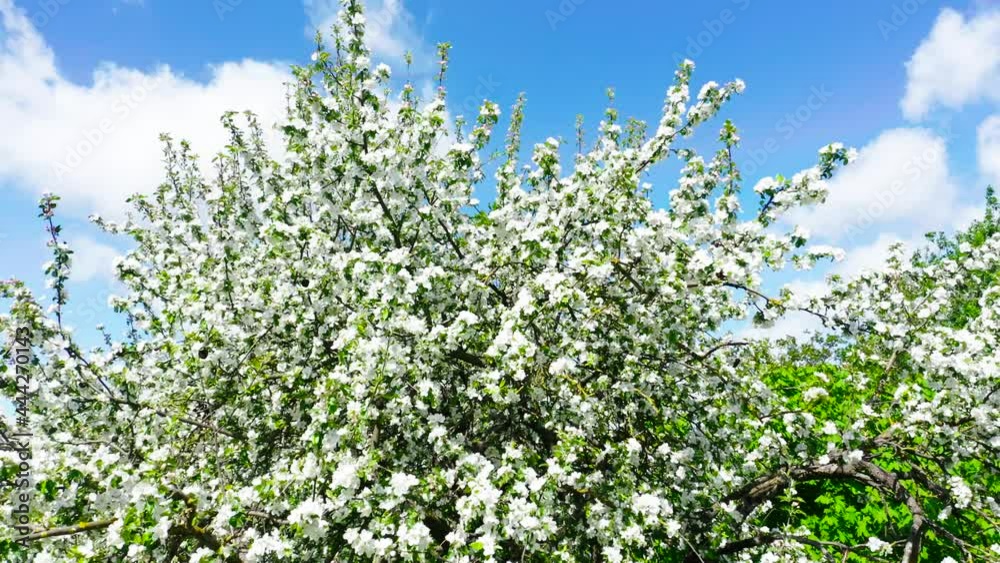 Aerial view on blooming apple trees in the spring garden.
Aerial view on blooming apple trees in the spring garden.