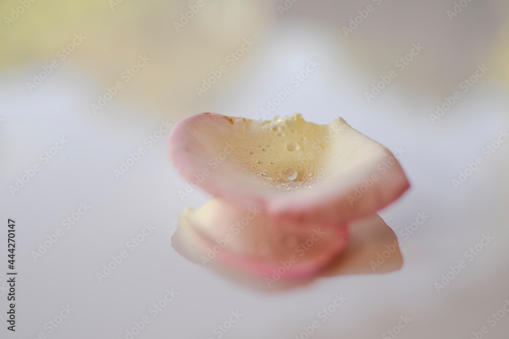 rose petal with dew drops