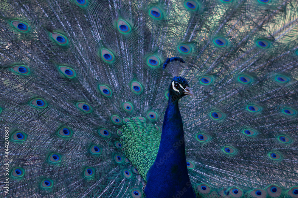 Obraz premium Portrait of beautiful peacock with feathers out ( large and brightly bird ).