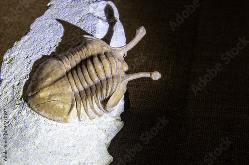 Fossil animal trilobite in limestone photo