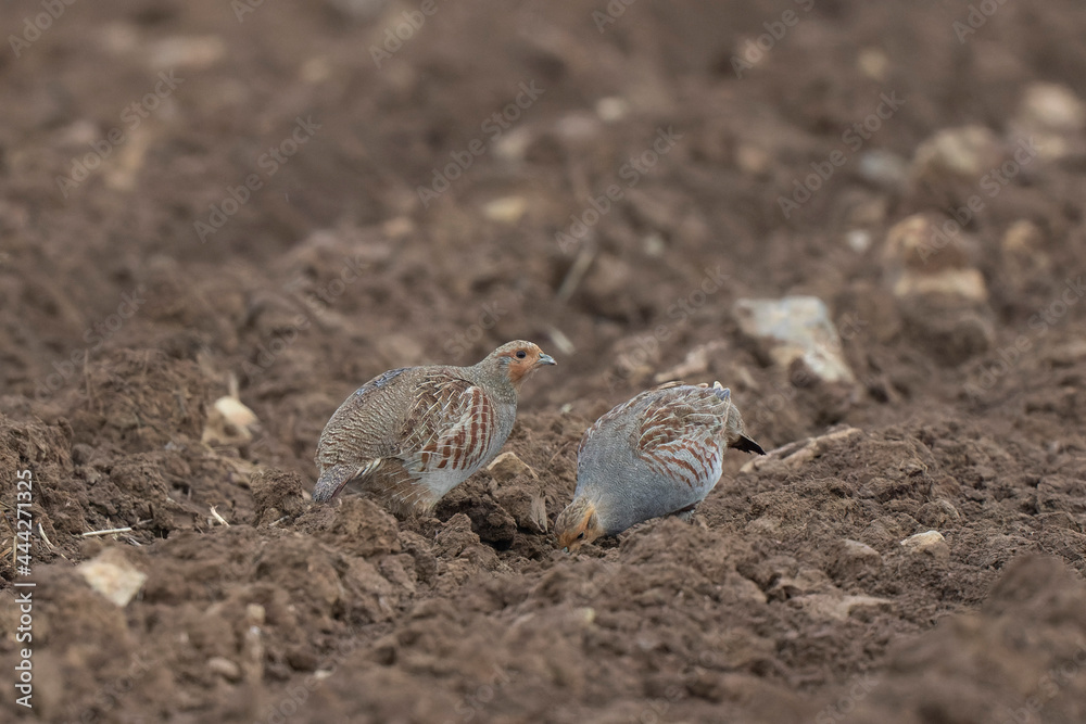 Grey Patridge Perdix perdix in close view Grey Patridge Perdix perdix in close view